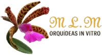 Orquídeas in vitro