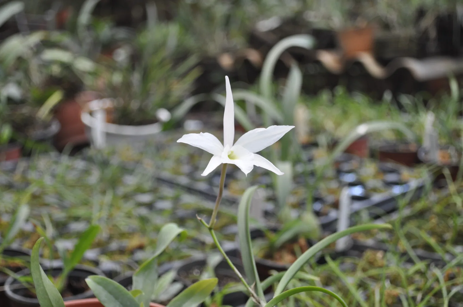 Orquídea en el espacio de cultivo de MLM