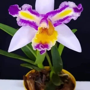 Orquídea Lionel Messi
