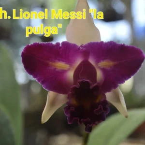 Lionel Messi · La Pulga