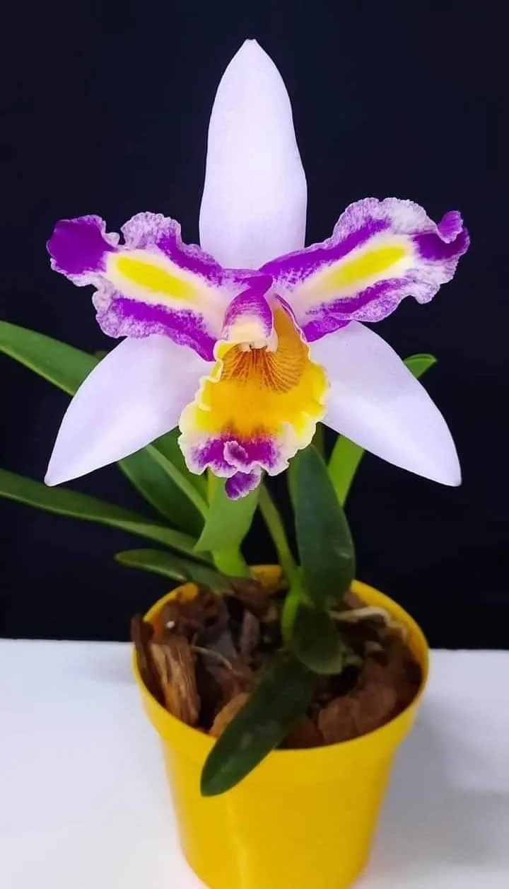 Orquídea Lionel Messi